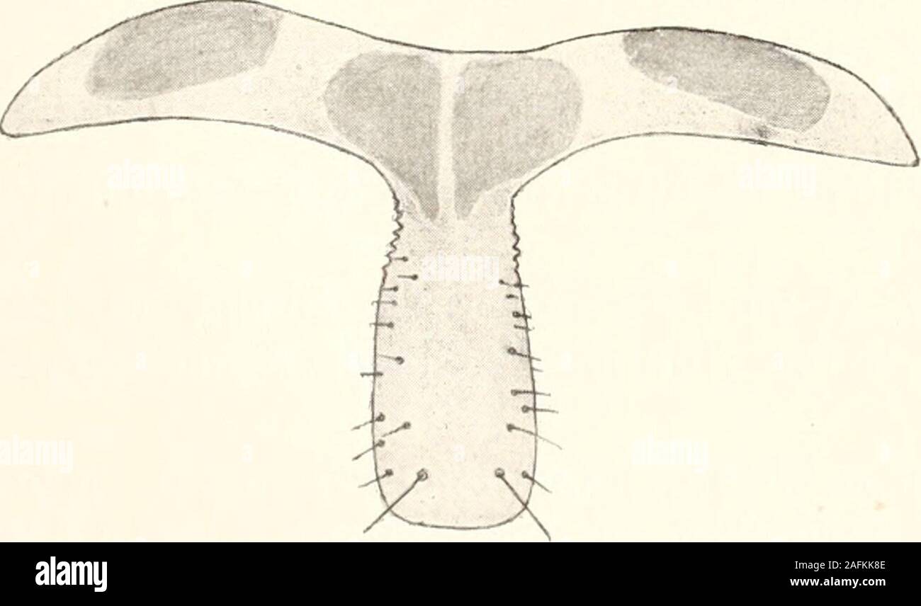 . Die Fauna südwest-Australiens. Ergebnisse der Hamburger südwest-australischen Forschungsreise 1905. Fig. 4. MicharUoii Lasioj)socus n. sp. $. 9. Und Segment Telson. Nachoben aufgeklappt von unten und von oben gesehen. Die Rechte Hälfte (fortgelassen linkeHälfte ist die des Tieres). Vergr. 70:1 mourir. Dorsalklappe Lateralklappe des Telson, Ite, tegpTelepodit Basipodit der Gonopode, hgp der Gonopode, fh stylusartiger podits Fortsatz des Basi-st,,, 9. Bg, Sternit^ 9. Tergit, bandartiger Fortsatz fsf langer, des 9. Sternits. Fig. 5. Desgl. -Subgeni talplatte. 8. +9. Sternit. Vergr.63:1. Gare 77. Banque D'Images
