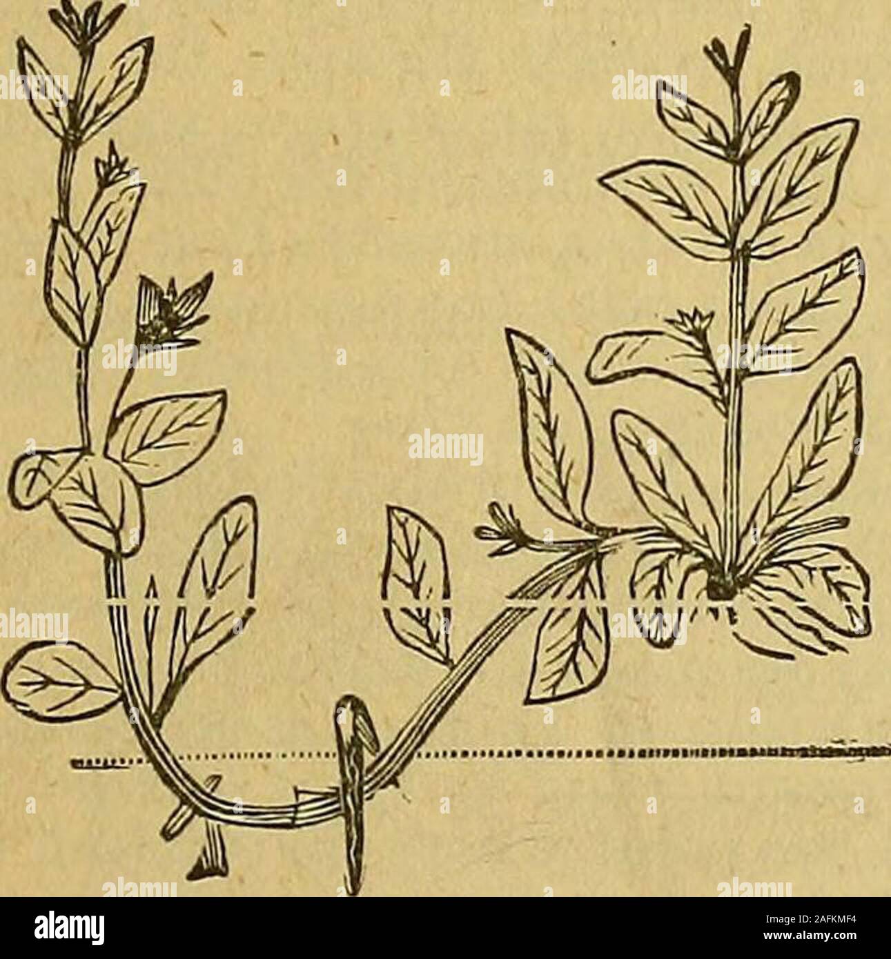 . La façon de propager et de développer des fruits. La superposition des selles Coing. bush est ensuite mis à la terre d'un pied ou plus juin. En automne les branches se haveformed beremoved de nombreuses racines, mais il peut et planté dans les jardins d'rowswhere ils bientôt faire de beaux arbres. Par ma-nuring et soins infirmiers une récolte de couches pourrait betaken tous les deux ans à partir de l'samestool. Les plantes peuvent être formés par pliage. La couche végétale. vers le bas une branche et couvrant une partie. withearth. Avec les variétés rares nous importons les fromFrance Angers Coings qui coûte $15 pour 1 000, les planter et bud avec l'rarevariety. C'est le plus methodand rapide fait les meilleurs Banque D'Images