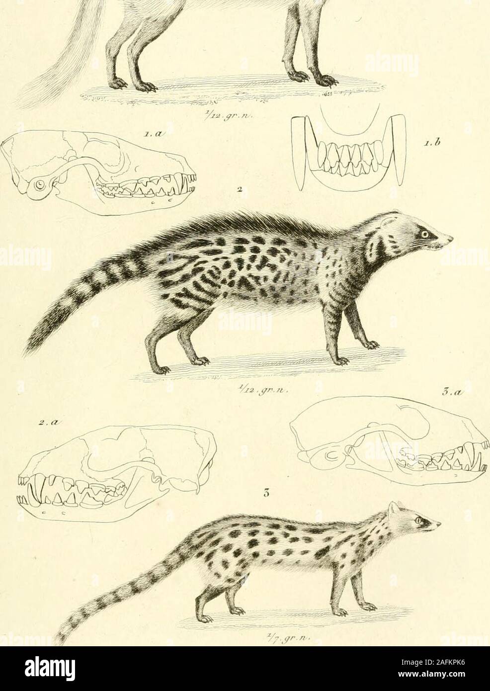 . Iconographie du règne animal de G. Cuvier, UO, Représentation d'après la nature de l'une des espèces les plus et souvent non encore figurées de chaque genre d'animaux : avec un texte descriptif mis au courant de la science : ouvrage pouvant servir d'atlas un tous les traites de zoologie. i.Canis iftf/i*ed. (M&gt ;./( At.j.^.ïâs. 2^elùz c .Viverra . iuv.j.jS,}3 . Oene((un^j/l'ITTF a/FJ. (Tn&gt ;.7. lâs. ÛÙauf/ .rcu/f&gt ;. Vonoiff AiJièi /.€/nw J/iiniaJ^^Manni ere .lI ,iy. Banque D'Images