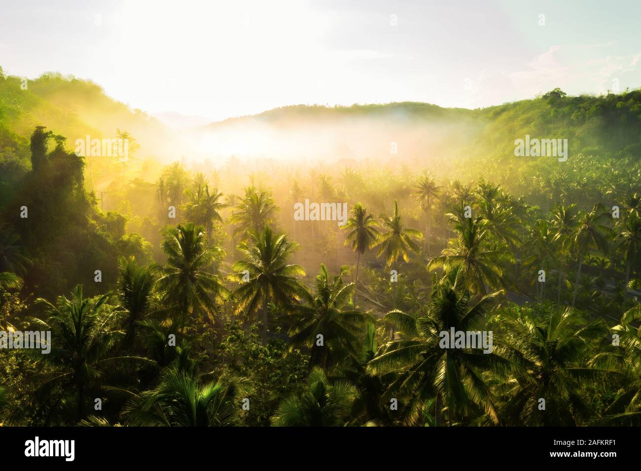 Nature aérienne paysage forêt tropicale avec palmier et brouillard au lever du soleil. Bali, Indonésie Banque D'Images