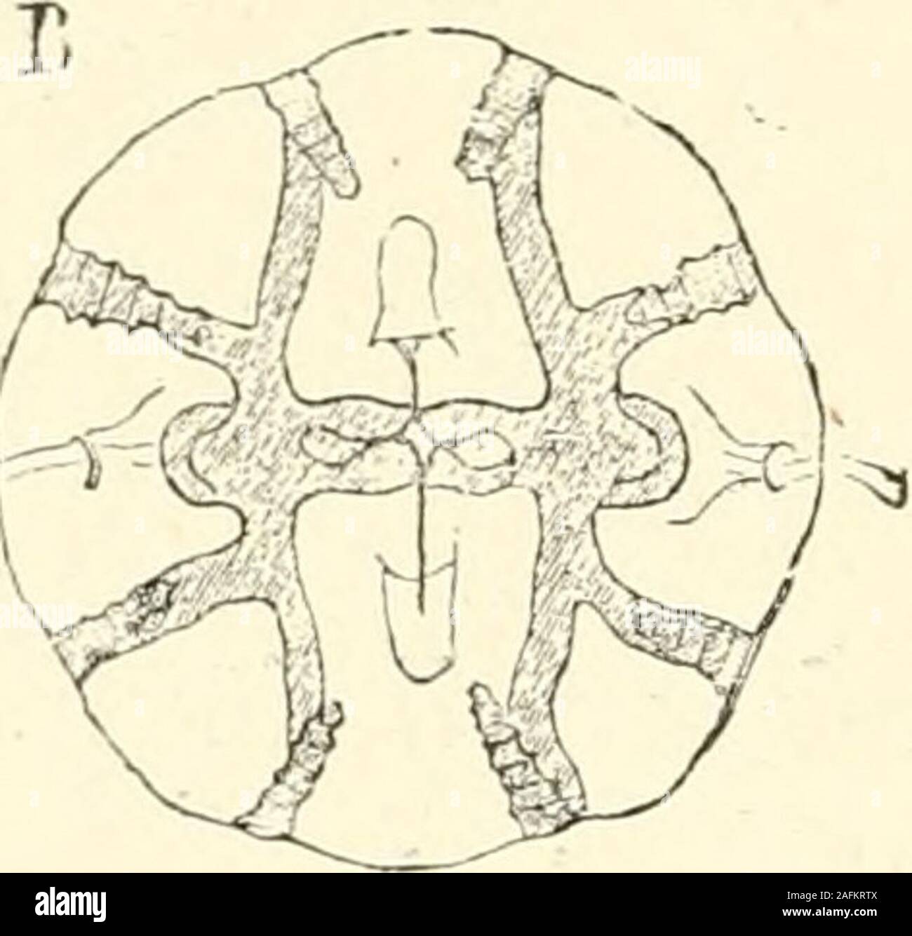 . La Bible et la science. Fig. 68-l'gastrovascular système d'un cydippe. une vue latérale, le moutlturned-vers le haut, b, vu depuis le pôle central. ces sont meublées de cils, qui servent à maintenir l'aup courant constant d'eau douce, ce qui upnew fournit de l'oxygène à toutes les parties du corps. Thisvascular nous rappelle l'arrangement des vacuoles de theamoeba, ou des courants tenus par les cils de thespoDge, et relie la pratique dans-les avec les vis-système vasculaire de la prochaine sous-royaume. YIIL ESQUISSE GÉNÉRALE CONFÉRENCE DU RÈGNE ANIMAL.-INYERTEBKATA. Dans la prochaine sous-kingxlom Banque D'Images