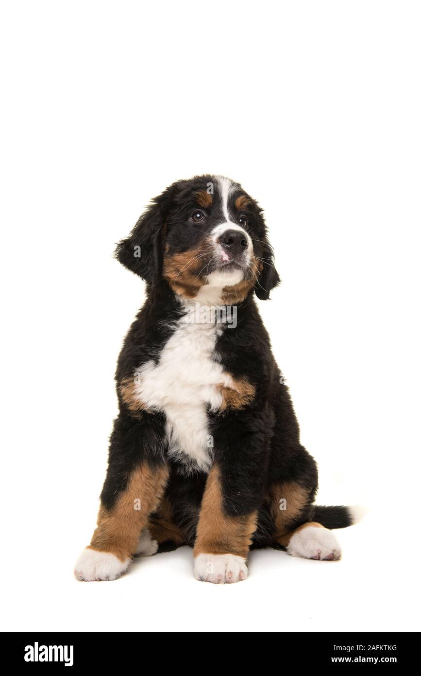 Mignon chiot à la recherche reste isolé sur fond blanc Banque D'Images
