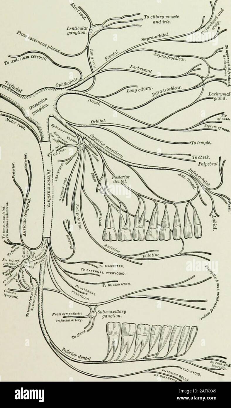 . L'anesthésie locale et régionale : avec des chapitres sur la moelle, péridurale, et l'analgésie paravertébrale, parasacral, et sur d'autres applications de l'anesthésie locale et régionale pour la chirurgie de l'œil, des oreilles, du nez et de la gorge, et à la pratique dentaire. g une approche de thenerve-troncs et peut même être utilisé pour ces deux fins. À partir de l'heure d'efforts pionniers dans ce sens à l'heure actuelle d'être timeare trouvé une galaxie de noms brillants-Matas, Schlosser, Ostwalt,Hecht, Lowenstein, Killiani, Patrick, Bodine, Keller, Wright, Harris,Braun, Levy, Baudoin, Brissaud, Sicard, Taptas, et plus recentlyOfferhaus, Banque D'Images