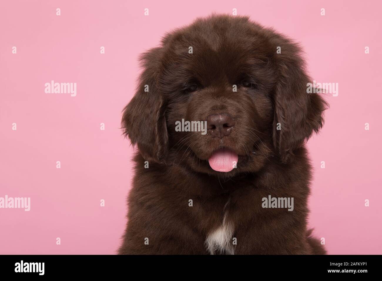 Portrait of a cute brown Terre-neuve chien regardant la caméra sur un fond rose Banque D'Images