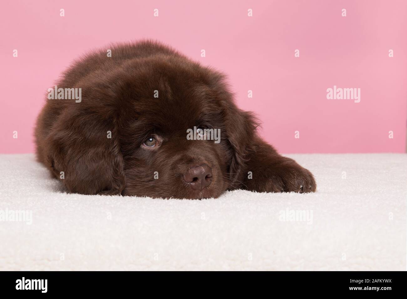 Terre-neuve marron mignon chien couché sur un fond rose Banque D'Images