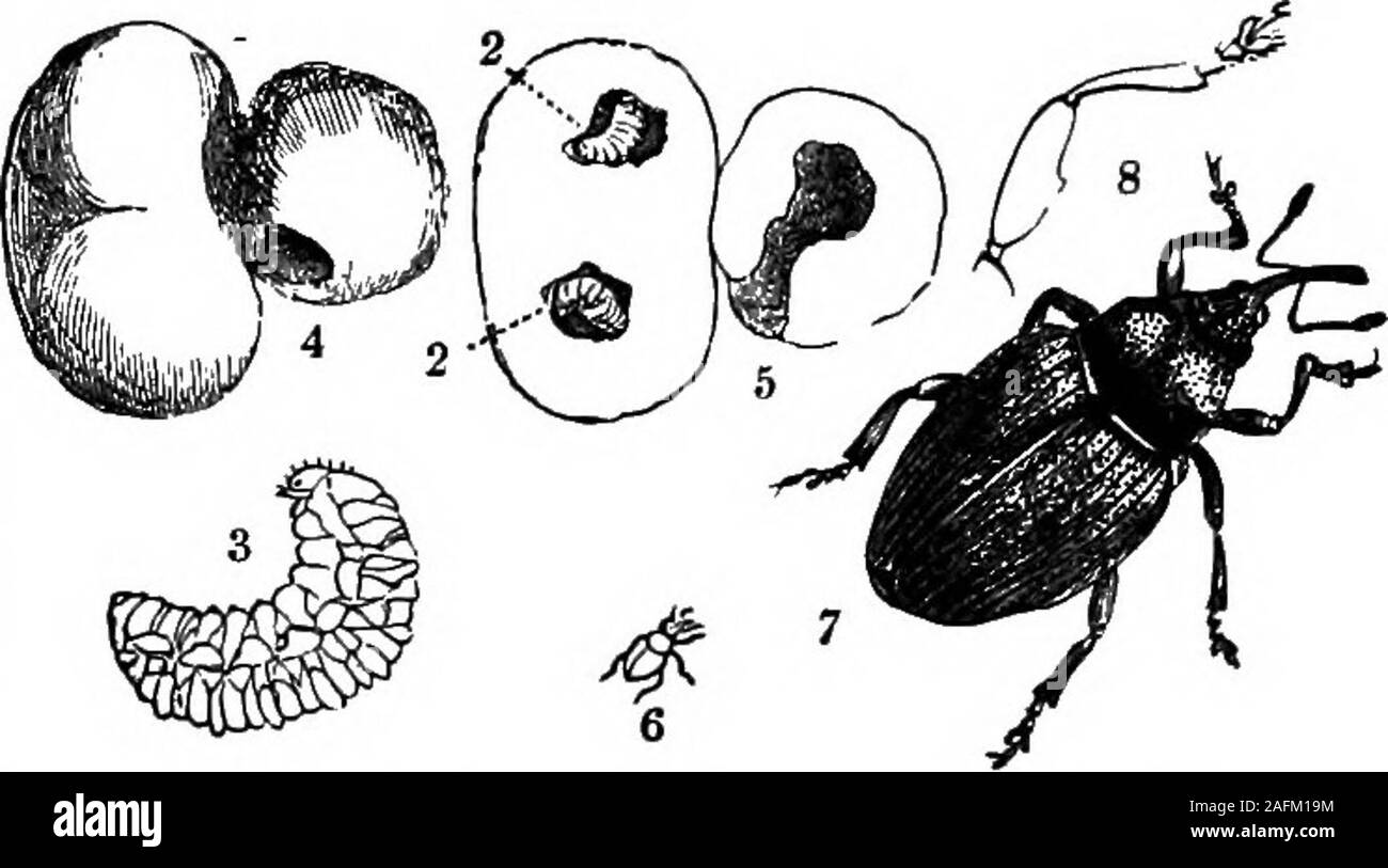 . La cyclopaedia standard de l'agriculture moderne et l'économie rurale, par les plus éminentes autorités et spécialistes sous la direction du professeur R. Patrick Wright ... arvensis), andpowerfully participe à un préjudice à l'turnipcrops les jeunes en ponctionnant les feuilles avec ses ros-bostn. C'est de f à 1 lignes de longueur, un blackwith teinte cuivrée ; le cas de l'aile sont oftengreen ou bleu, avec des sillons, andlines crevé de poils minute entre eux. Ceutorrhynchus sulcicoliis (le charançon du pin-gall) provoque les grumeaux sur turnipsand les suédois, et aussi le chou. Il itseggs les dépôts dans l'écorce, whic Banque D'Images