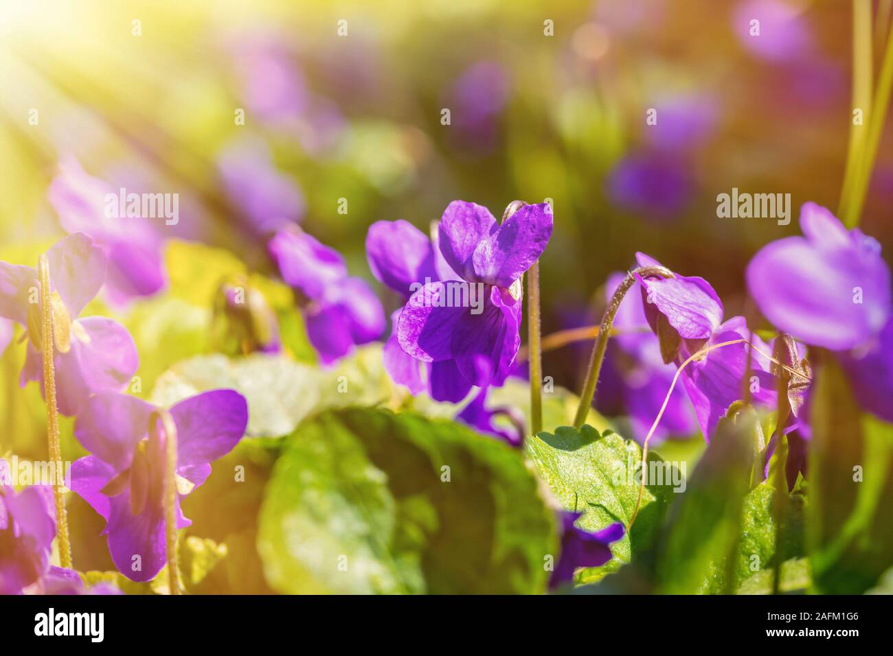 Belles fleurs violettes odorata dans les rayons de lumière. Les premières fleurs du printemps. Fond naturel avec sun flare Banque D'Images