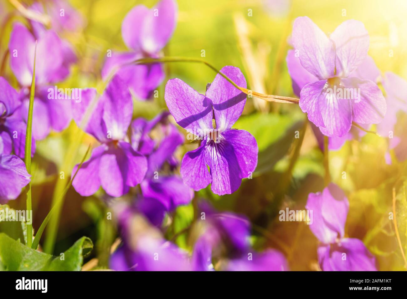 Belles fleurs violettes odorata dans les rayons de lumière. Les premières fleurs du printemps. Fond naturel avec sun flare Banque D'Images