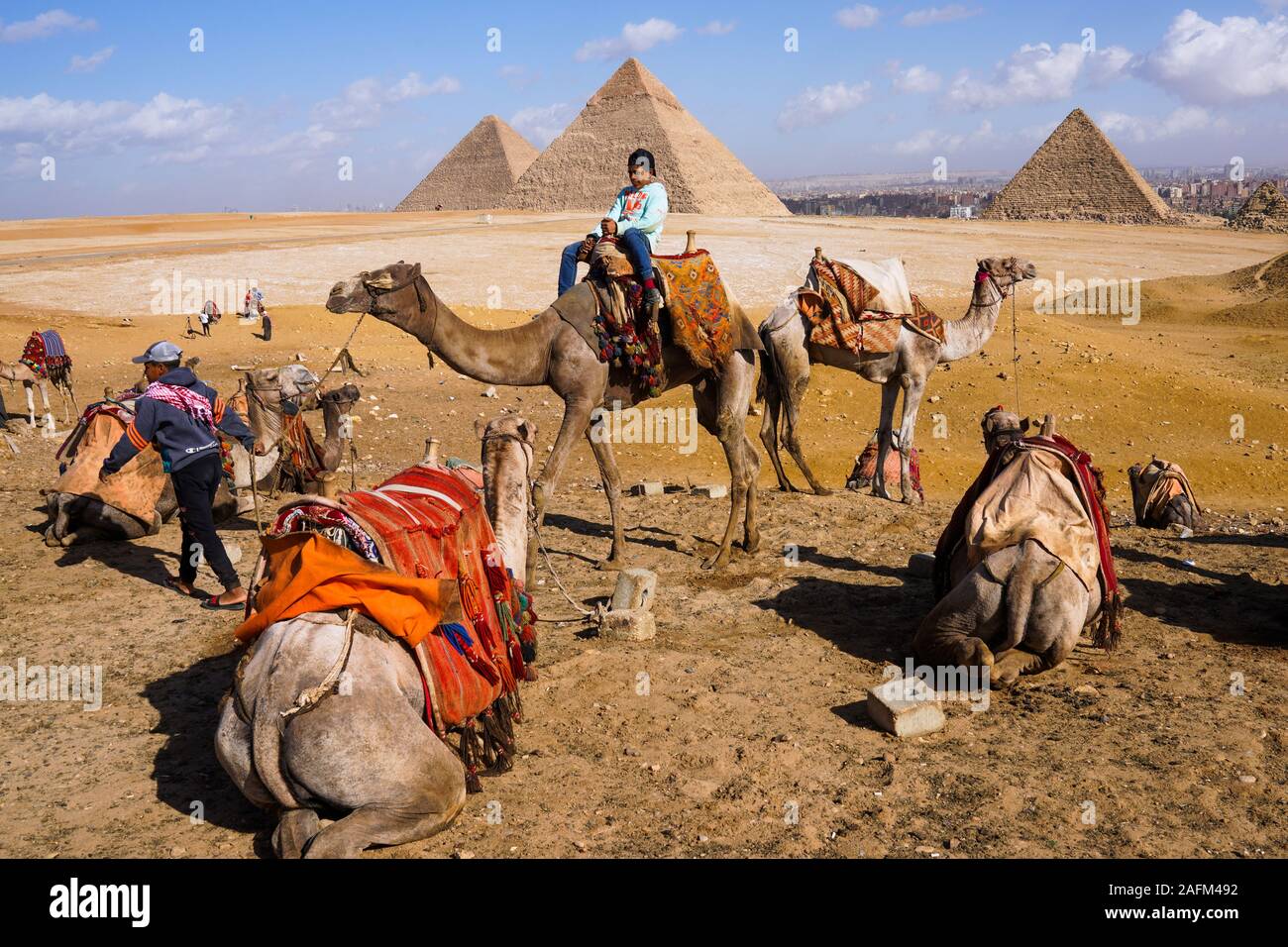 Les chameaux en face des pyramides de Gizeh, Le Caire, Egypte Banque D'Images
