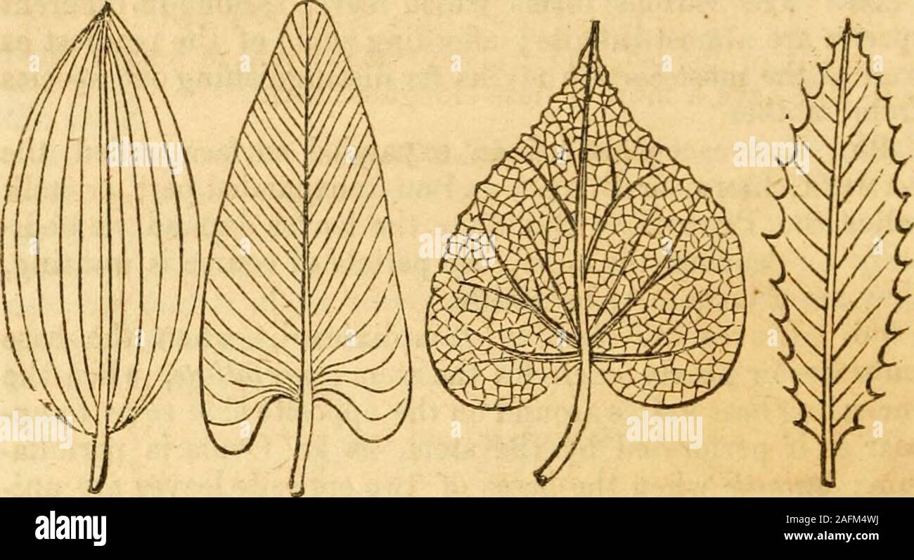 . Le Jardin botanique et la flore Class-Book de Pennsylvanie. Il pétiole est ramifié. Dans un véritable com livres la feuille des lames séparées ou brochures sont généralement articu-traduits, () avec le pétiole principal, et tombent comme separatelyjust le pétiole se sépare de la tige, comme dans le noyer, alors que les divisions d'une feuille simple, si vives qu'ils peut-être, ne jamais tomber séparément. VENATION. 98. La projection de lignes sur la surface inférieure de la feuille, aretermed les veines, et leur distribution venation. Les veines par aredistributed la lame en deux modes principaux, calledthe nervation parallèle, et la réticulé Banque D'Images