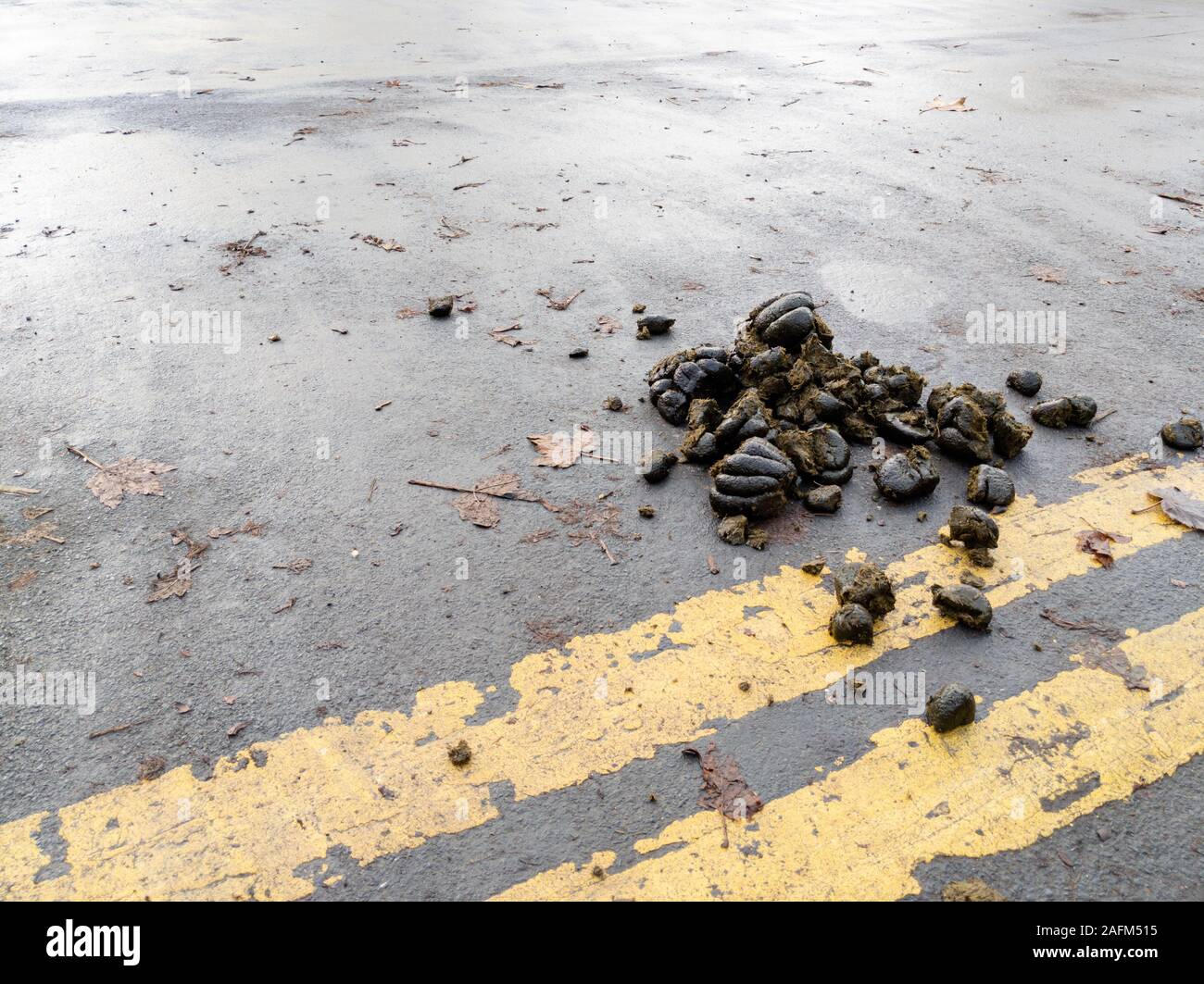 Tas de fumier de cheval dans la rue Banque D'Images