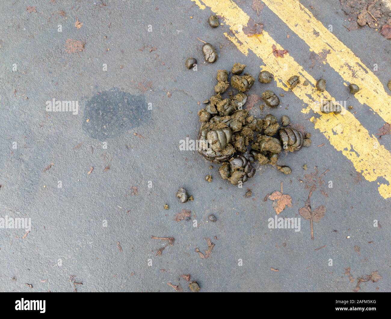 Tas de fumier de cheval dans la rue Banque D'Images