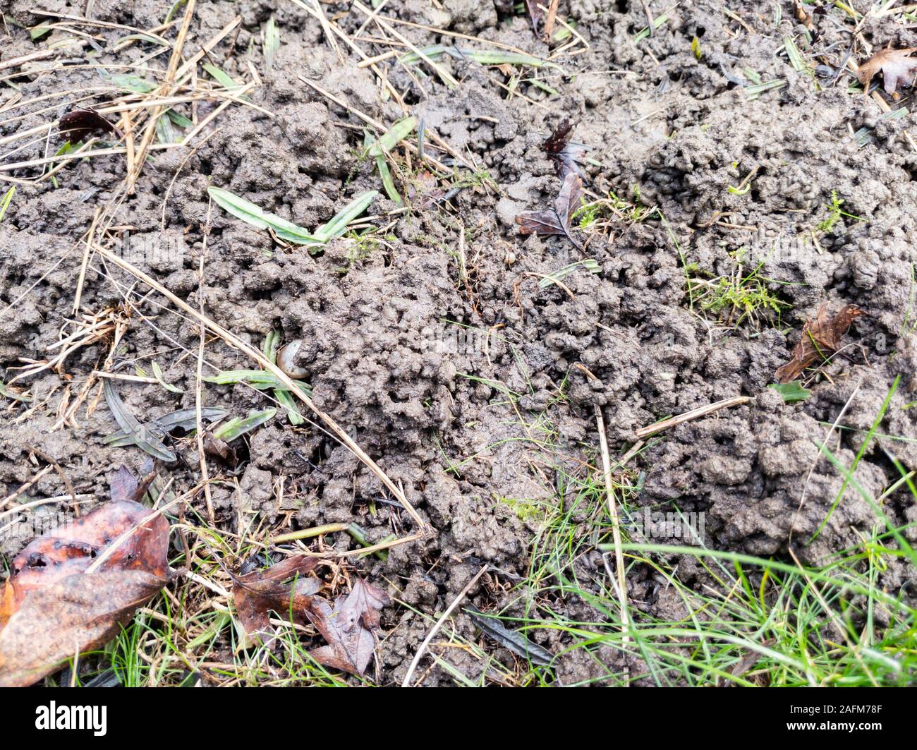 Full Frame shot de saleté et de feuilles dans le jardin Banque D'Images
