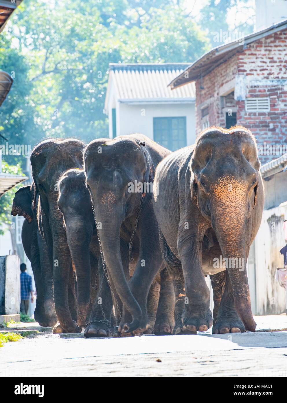 Les éléphants trottant vers le bas d'une route au Sri Lanka / Pinnawala Banque D'Images