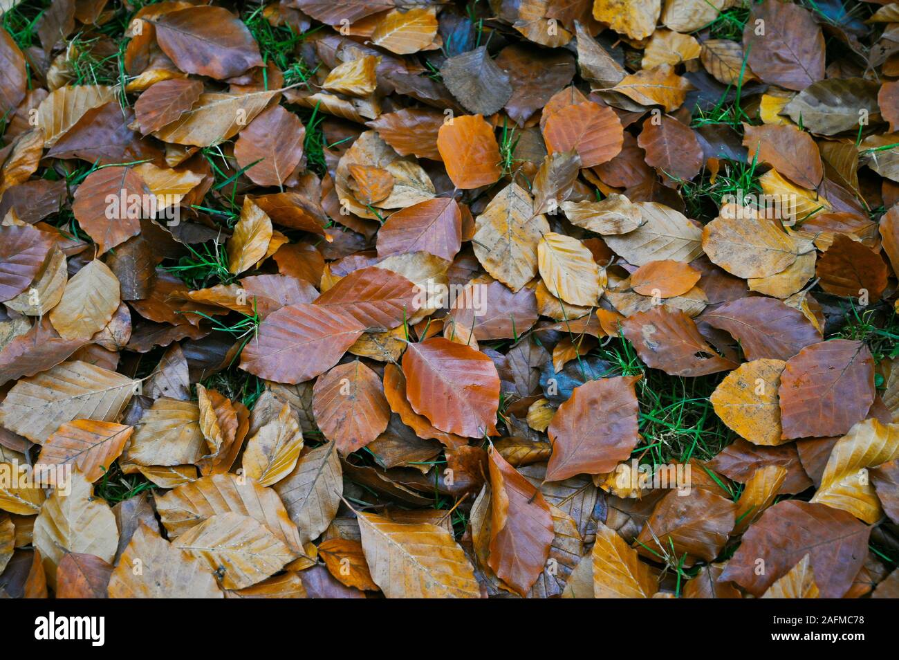 Belles feuilles d'automne sur un lit d'herbe Banque D'Images