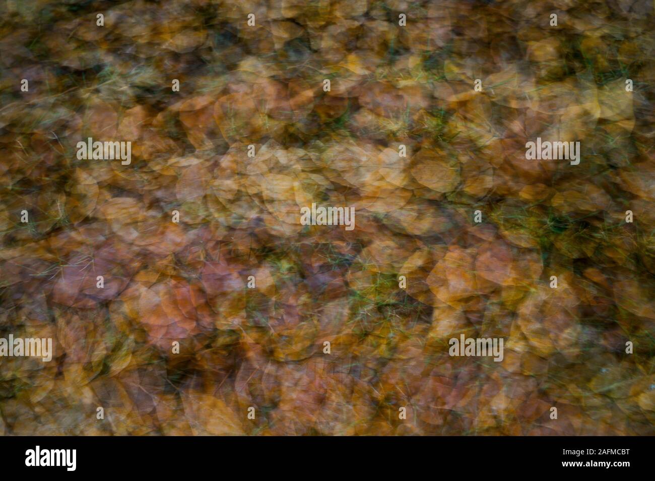 Les feuilles d'automne Exposition multiple en couches Banque D'Images