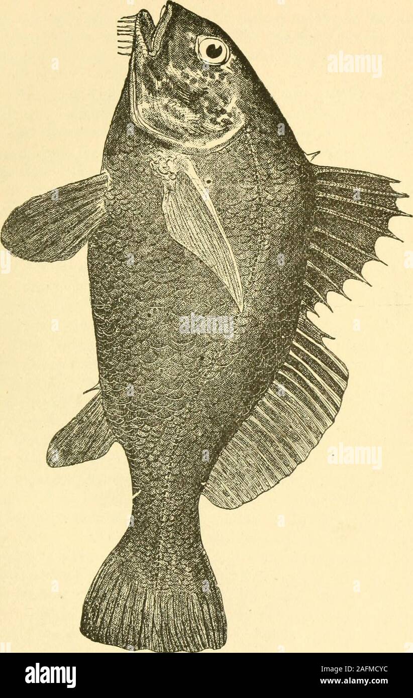 スピード対応 全国送料無料 La Bonne Cuisine Des Poissons Mbjuturu Org