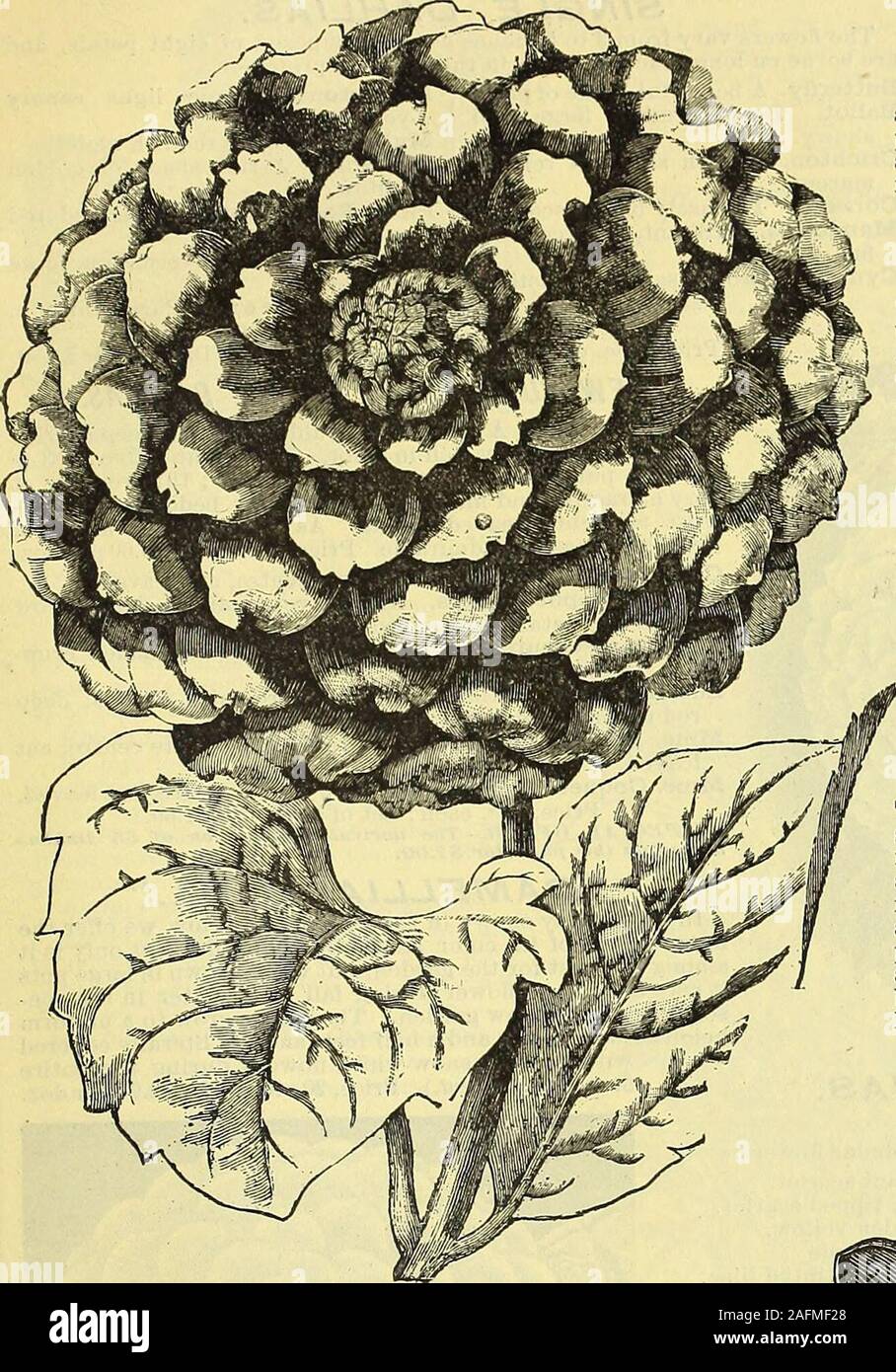 . De manuel tout pour le jardin : 1894. CLEMATIS JACKMASH. Ingo, il^^SOri DE 8t CO., flHVt PLtflUPlT^. YOP-OEPfl^TJWEflT. 135. DKHLIKS. Nous vous fournirons des racines cultivées en pot, sauf indiqué, jusqu'toabout 15 avril, après que les plantes envoyé sera frompots dans un état de plus en plus. Nous nous réservons le droit d'envoyer l'un ou l'autre, en fonction de l'état de notre stock au moment de la commande. iefilled DAHLIAS CACTUS splendide. Le titre de cactus a été appliquée à la première de ces Juarezii en reconnaissance de la brillante couleur écarlate andunique forme de ses fleurs. Depuis son introduction, boîtes en classhas wond été Banque D'Images