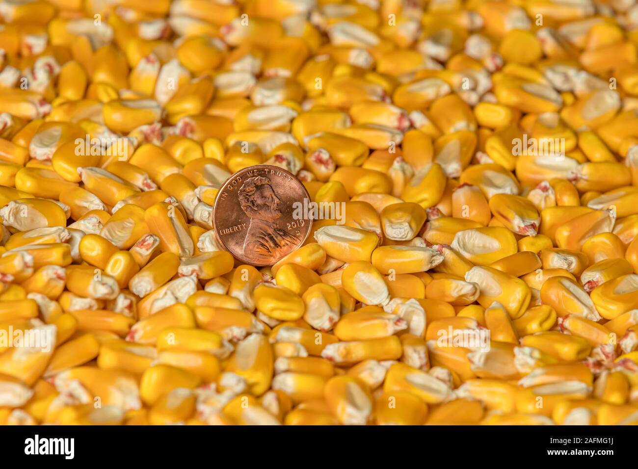 Gros plan du cuivre brillant penny dans un tas de grains de maïs égrené. Concept de prix du marché des produits de base Banque D'Images