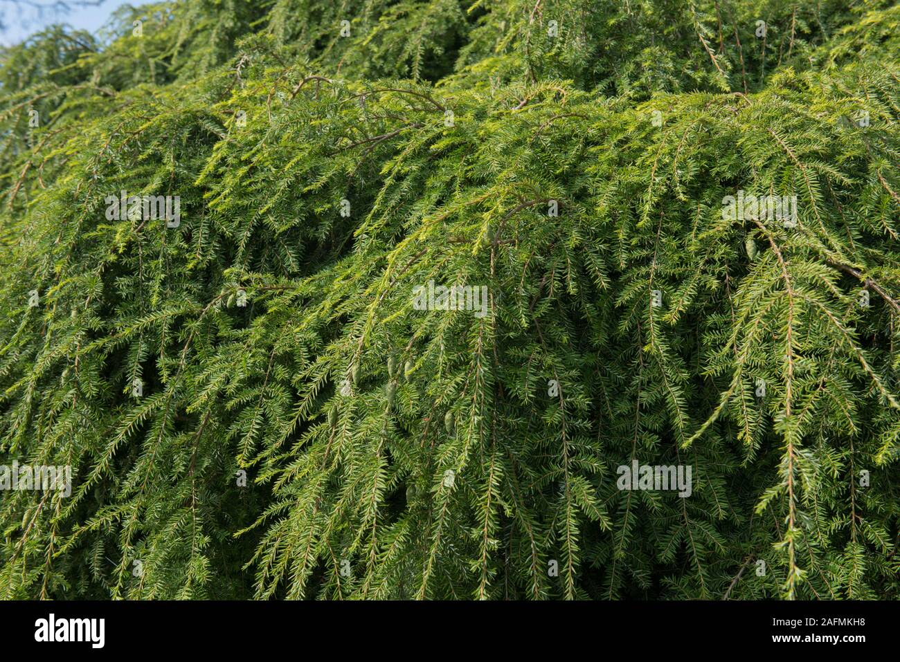 Des feuilles d'un arbre pleureur de pruche (Tsuga canadensis 'Pendula') dans un jardin de rocaille à Wakehurst en milieu rural West Sussex, England, UK Banque D'Images