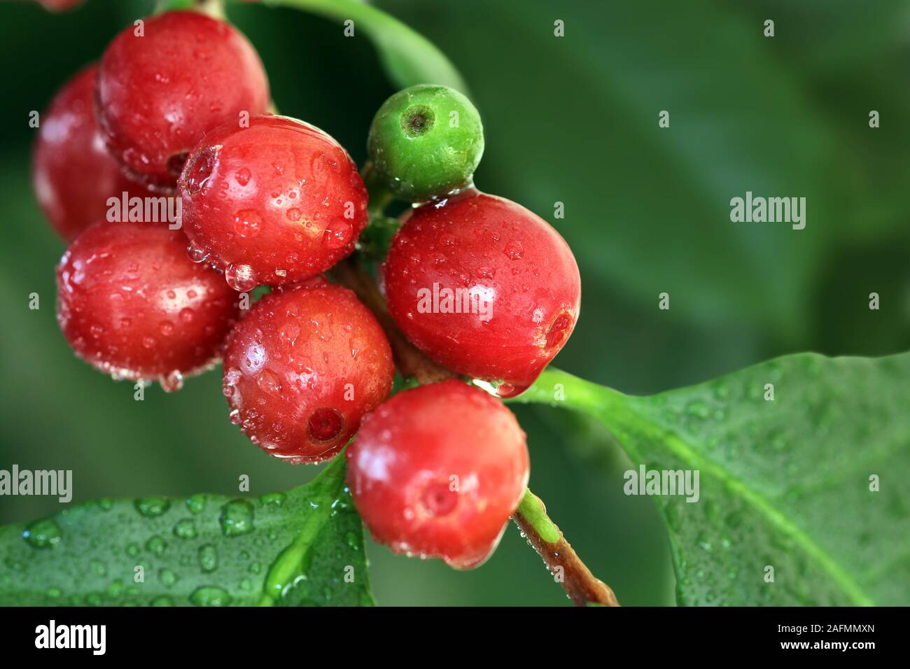 Les cerises de café mûres Banque D'Images