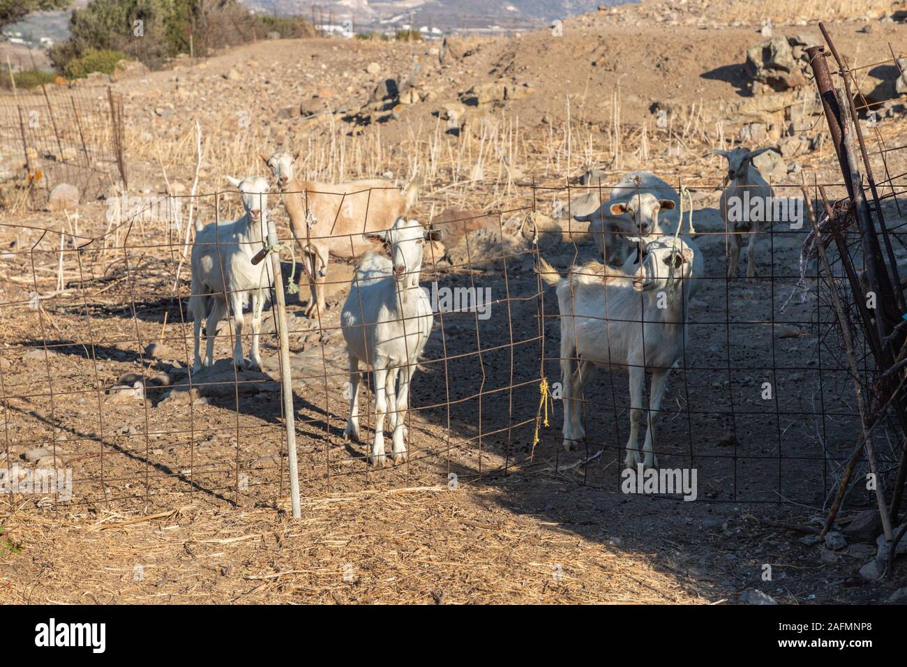 Petit troupeau caprin à Trypiti village, Milos, Grèce Banque D'Images