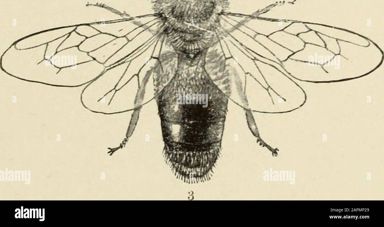. L'abeille : un manuel d'instruction dans l'apiculture. ^^^** Km J^. N.^ Banque D'Images