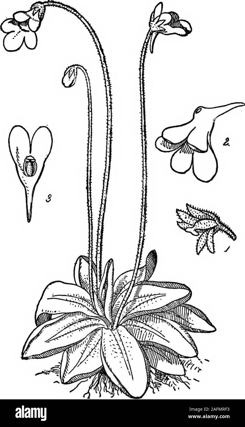 . La cyclopaedia standard de l'agriculture moderne et l'économie rurale, par les plus éminentes autorités et spécialistes sous la direction du professeur R. Patrick Wright ... il préparation de la manière enseignée à thedairy les écoles. Utilisé de même comprisesthe lentement son mode de fonctionnement. Dans thebutter attention mains-travailleur est une précieuse et utile en-instrument, à toutes fins pratiques une condition sine quanon dans une laiterie. [J. p. sp. Pinguicvla mdffaru (Grassette, ! !.).-Thiscommon tourbière vivace plante est facile d recognizedby sa rosette de feuilles minces spreadout sur le terrain. T Banque D'Images