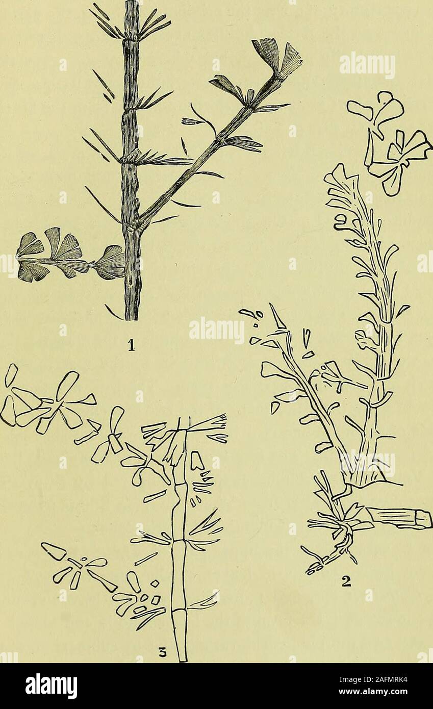 . Mémoires et travaux de la société philosophique et littéraire de Manchester. se deux genres. Les chiffres donnés par Schenk 4 et Germar5 (reproduit fig. 2 et 3) montre mieux que tout je sais que l'associa-tion de la forme de coin type de feuilles Sphenophyllum withothers beaucoup plus étroit et plus profondément disséquée. Que inthese Asterophyllitean vrai cas nous avons les feuilles, c'est 1 des Sphenophyllum monographique dEurope ; par MM. Coemans et Kickx.Bull, de VAcad. Royale de Belgique. 33moi annee, 2me ser. Onglet. xviii. p. 134.(1864). - Sur l'organisation de la plantes fossiles du Coal-Measures. Pt. IX.Ph Banque D'Images