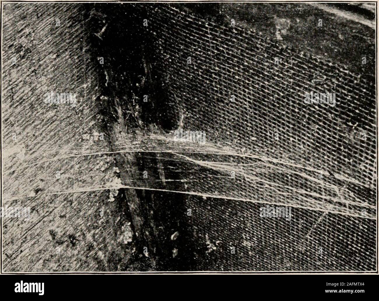 . Introduction à la zoologie ; un guide pour l'étude des animaux, pour l'utilisation d'écoles secondaires ;. FIG. 85. -Site Web de Theridium, une toile d'araignée. D'Emerton. dart qu'après une proie, ou de se retirer comme occasion offres(Fig. 87). L'errance des araignées ne tissent pas de toiles d'aucune sorte.Ils sont classés en trois groupes, comme suit : - 1 tube, tube ; tela, web. L'araignée et ses alliés 8 89 (1) les araignées crabes (Laterigradse *) sont appelés ainsi becausethey exécuter sur le côté. Ils font des nids par togetherleaves fixation par les fils de soie. Leurs jeunes sont élevés dans thesenests, et surveillé par la mère (Fig. 88). (2) l'exécution de Banque D'Images