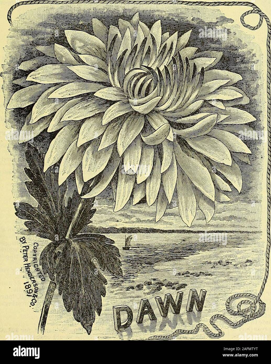 . De manuel tout pour le jardin : 1894. endid, blanc, fine fleur duveteux. Prass Eda. Saumon léger ; très joli. Edwin Molyneux. Crimson en acajou, marche arrière d'petalsgolden ; grands pétales, très grande fleur ; un grand tri. E. G. Hill. Jaune doré profond, avec des nuances de bronze. Elaine, neige-blanc ; très tôt ; splendide. El Dorado. Jaune doré clair, très compact et nain.Une variété précoce et très précieux pour les fleurs coupées. Etoile de Lyon. Rayé blanc, rose, mauve ou violette, la marque-ings étant variable. Excellent. Une ombre de délicates comme l'enveloppe rose, larg Banque D'Images