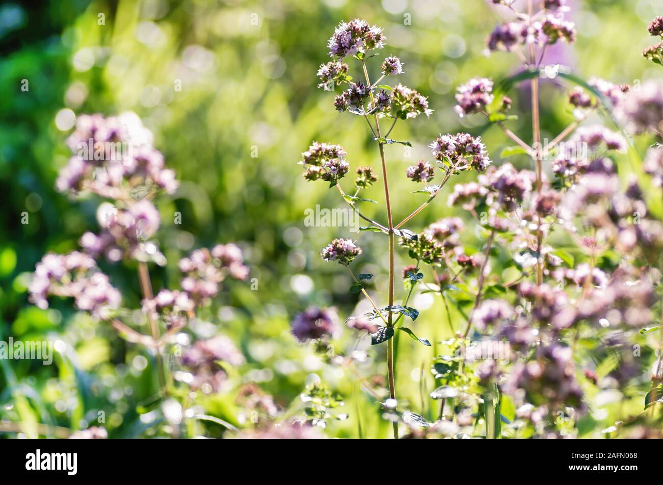 Origan parfumé en fleurs de près. La médecine de fines herbes. Origanum vulgare. Banque D'Images