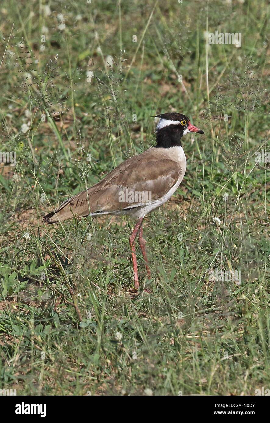 À tête noire le vanneau sociable (Vanellus tectus tectus) adulte debout sur les prairies sèches du parc national Murchison Falls, l'Ouganda Novembre Banque D'Images