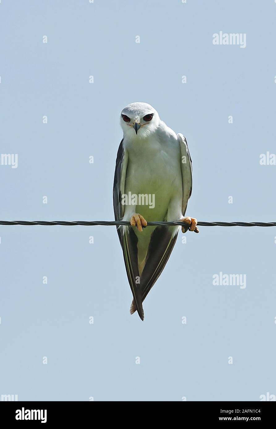 Black-winged Kite (Elanus caeruleus caeruleus) adut perché sur le lac Victoria, Ouganda Novembre Banque D'Images