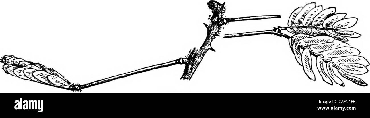 . Les cours avec les plantes. Suggestions pour voir et d'interpréter certaines des formes communes de végétation. ep de thehepatica. 510. Les fleurs de l'hepatica ont été étudiés en Figs. 131 et 153. Si, cependant, l'artiste n'étaient à l'usine .tirer dans la nuit ou tôt le matin, il ferait une photo comme Fig. 424. L'ensemble de la fleur s'affaisse par la courbure de la hampe florale, et il se redresse et se développe dans les temps. Le sommeil des plantes, puis, peut être plus qu'une simple clôture de la fleurs. 510a. Il est courant pour earlyspring fleurs à fermer ou à droopat la nuit ? -L'élève peut maintenant beinterested à ex Banque D'Images