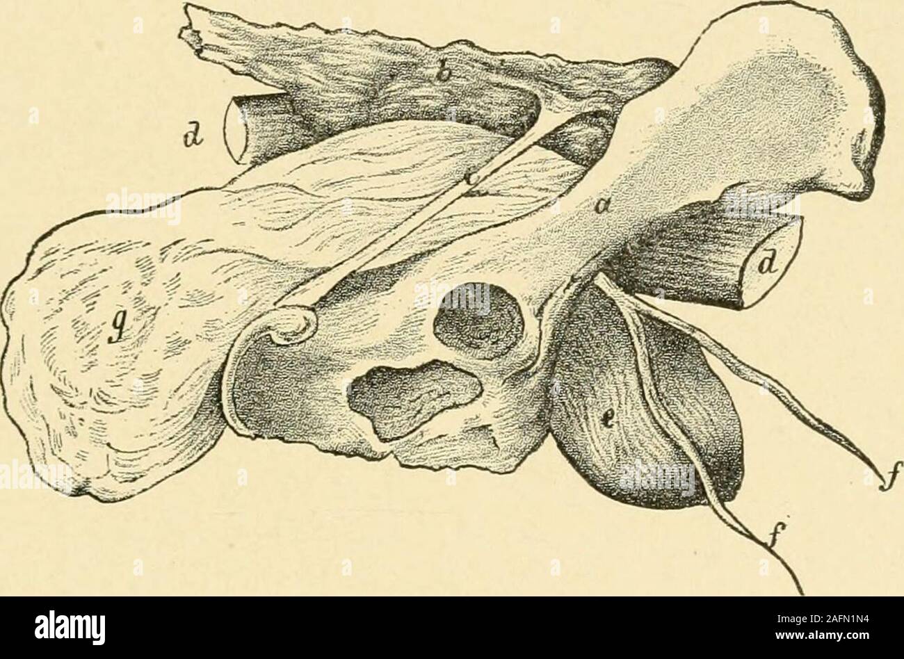 . Les maladies du chien et leur traitement. ralis.) hernie fémorale est extrêmement rare dans le sabot. L'anneau est formedby l'extrémité supérieure de la soi-disant canal fémoral, et est formé par thecrural fascia, la membrane externe formant l'orifice herniaire couvrant. Thefemoral canal du chien est une longue, trois coins de la cavité dans le mediansurface de la partie supérieure de la jambe, qui est entouré à l'avant et le dos en backby muscles de la cuisse, c'est à dire, à l'avant par le muscle sartorius, et retour par le long abducteur, le grand et shortabductor, et sur sa surface supérieure par l'ilio-psoas, tout en t Banque D'Images