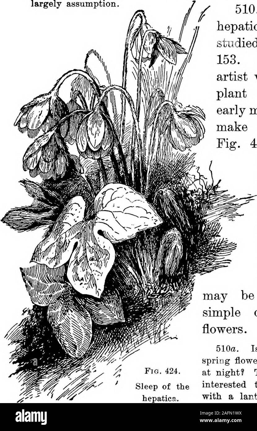 . Les cours avec les plantes. Suggestions pour voir et d'interpréter certaines des formes courantes de la végétation. ZSSSOJVS 404 PLANTES WITS un moyen direct de l'adaptation à un protectionto oiroumstanoes ou comme la plante ; mais dans l'état actuel de nos connaissances, c'est en grande partie hypothèse.. Fig. 424. Sommeil du thehepatica. 510. Les fleurs de l'hepatica ont été étudiés en Figs. 131 et 153. Si, cependant, l'artiste n'étaient à l'usine .tirer dans la nuit ou tôt le matin, il ferait une photo comme Fig. 424. L'ensemble de la fleur s'affaisse par la courbure de la hampe florale, et il se redresse et se développe dans les temps. Banque D'Images