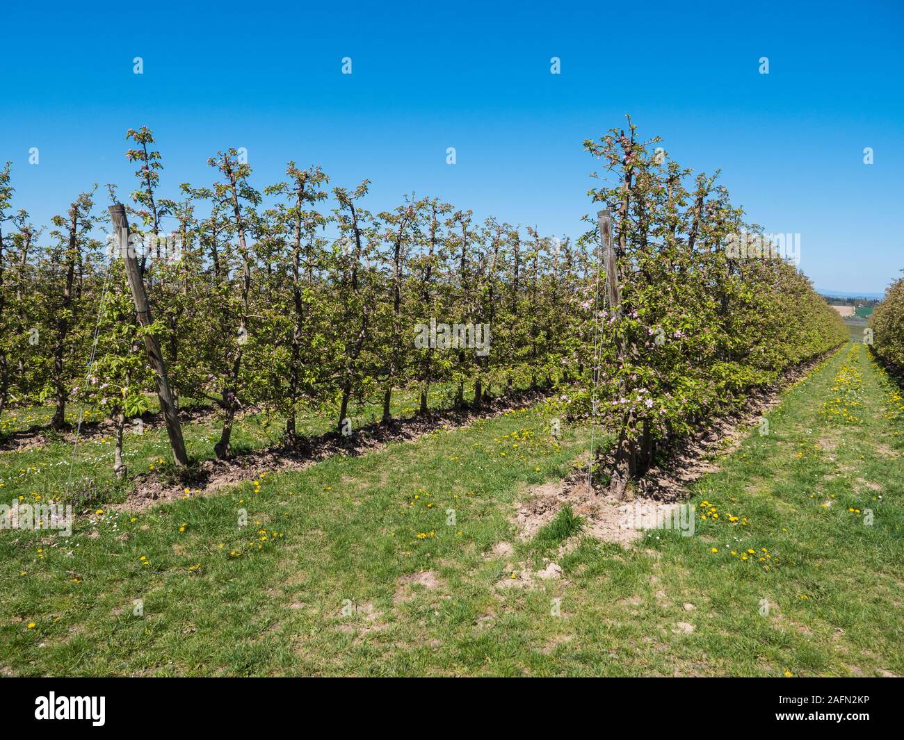 Plantation d'Apple en pleine floraison près de Scharten, Autriche - Rangées de petits pommiers Banque D'Images