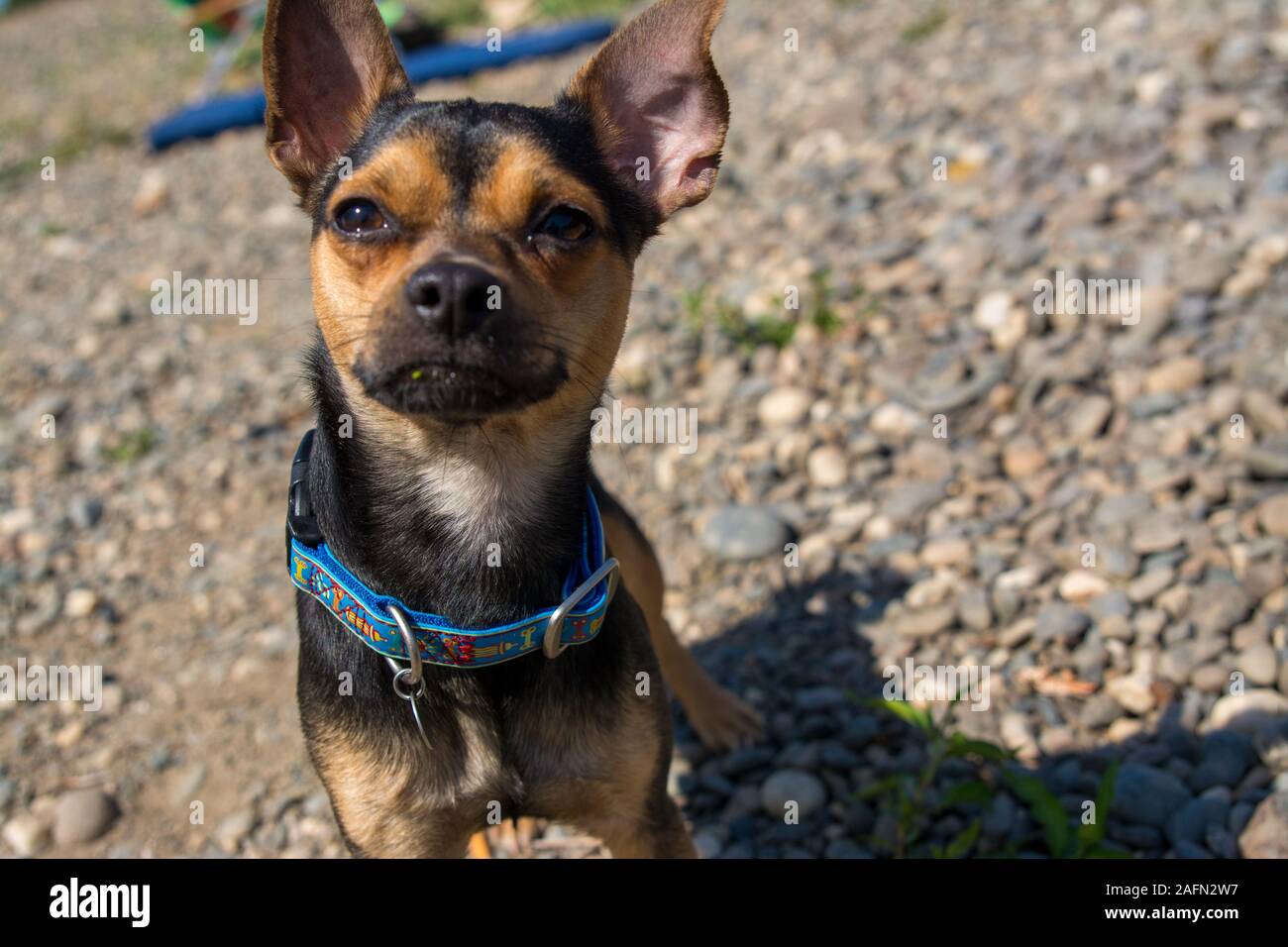 Chien avec oreille tordue Banque de photographies et d'images à haute  résolution - Alamy