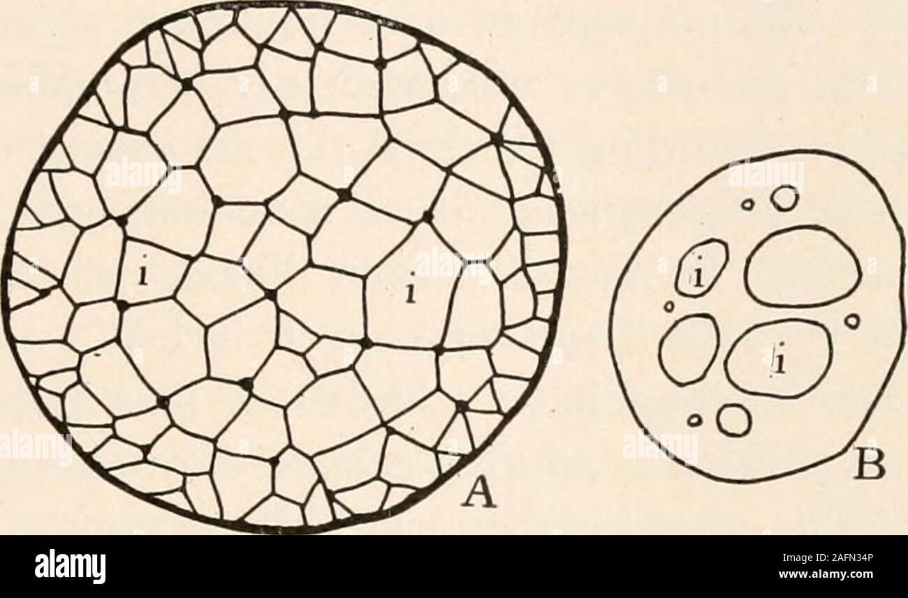 . Anatomie végétale du point de vue du développement et les fonctions des tissus, et le manuel de micro-Technic. faites que dans scrutinywhen près de bons passages sont préparés et étudiés sous grande magni-fication. Il me semble que le pourcentage élevé d'oxygenin l'atmosphère permet au gaz pour diffuser à travers le plantbody assez rapide sans beaucoup d'espace étant donné plus d'diffusionhighways. Le cas est différent, cependant, dans l'eau ou marshplants, c'est, des plantes hydrophytes, whereoxygen sous conditions doivent être prises à partir de sa solution diluée dans l'eau, ou DIOSMOSIS DOIT DE GA Banque D'Images