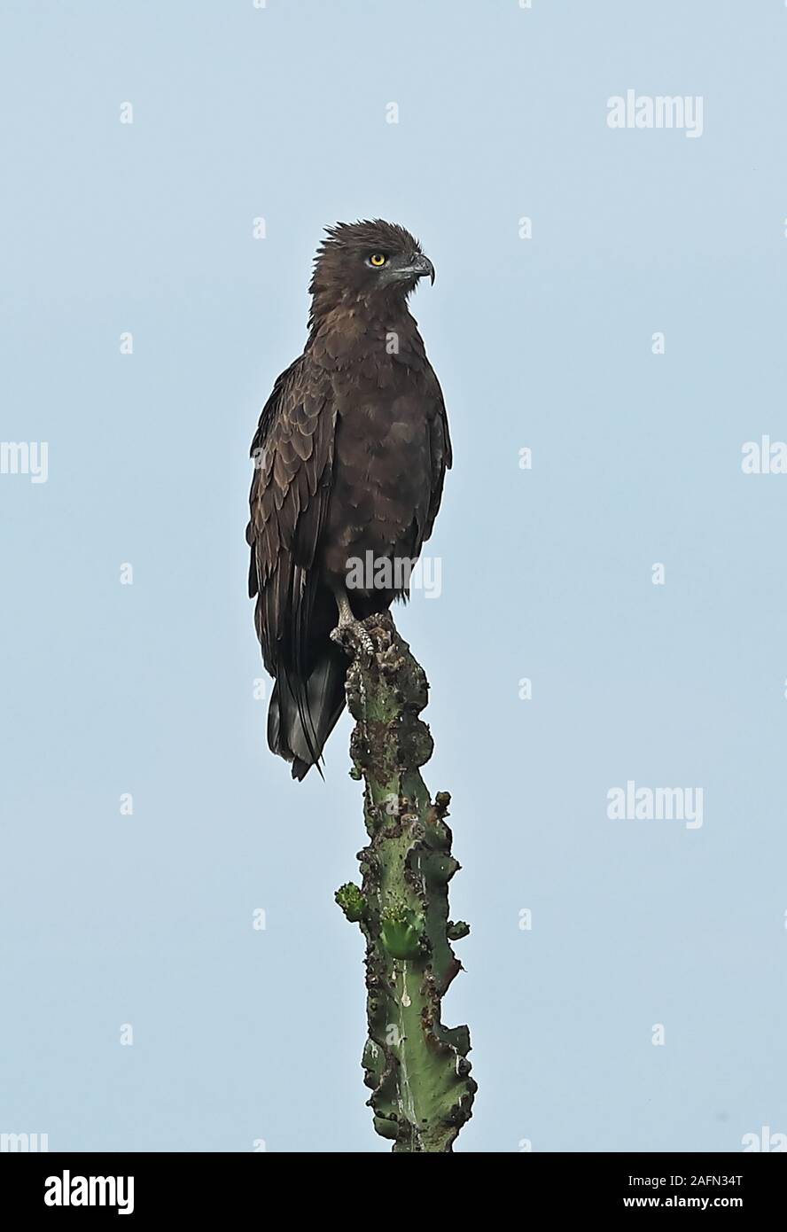 Serpent brun-eagle (Motacilla cinereus) adulte perché sur cactus du parc national du lac Mburo, novembre Ouganda Banque D'Images