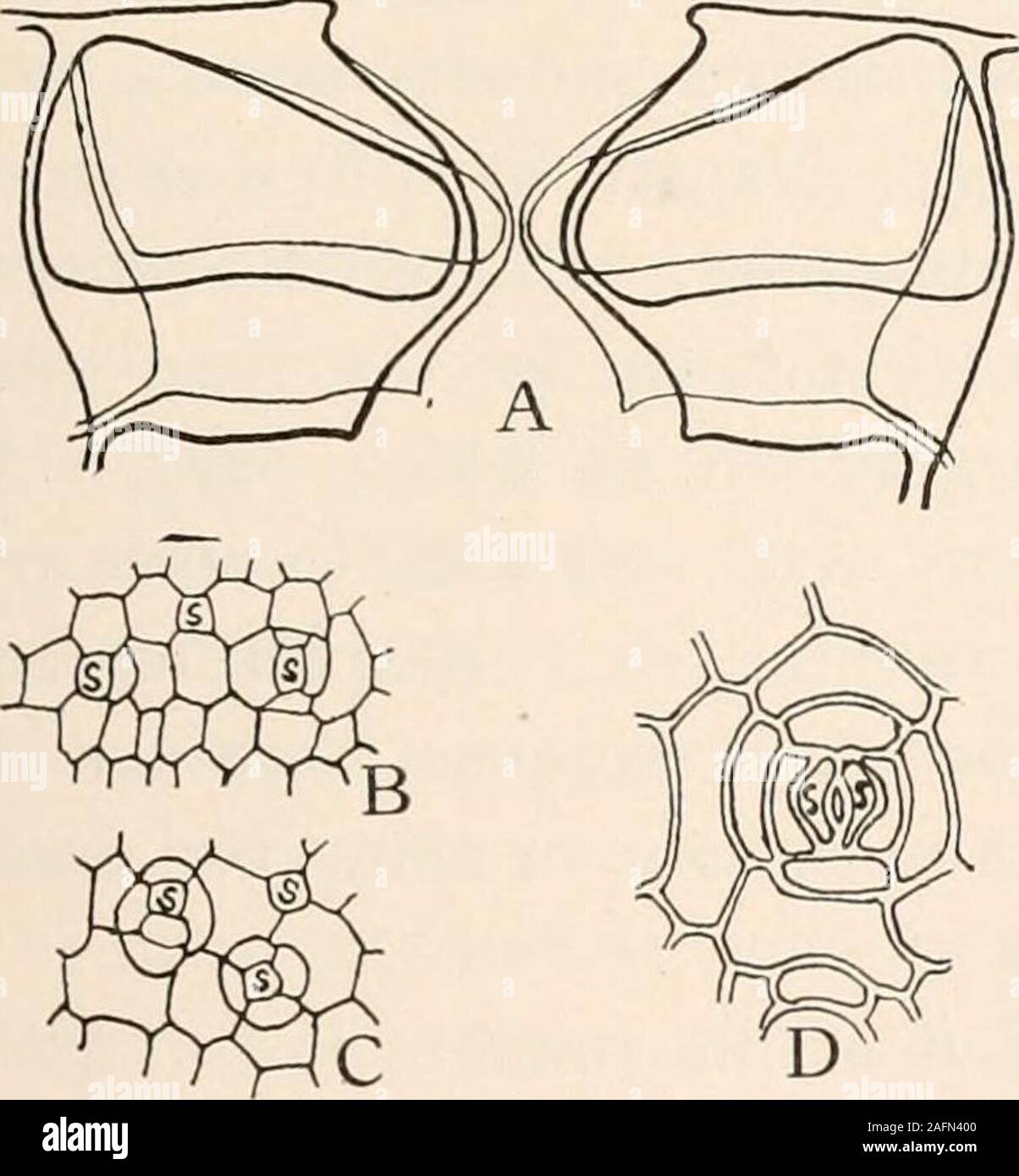 . Anatomie végétale du point de vue du développement et les fonctions des tissus, et le manuel de micro-Technic. bres dans theleaves, où ils font la moyenne de 100 à 300 milli-carré mètre ; et parfois, comme inspecies d'Olea et Brassica,ils deviennent aussi nombreux que600 à 700 par m2 d'eau Milli-mètre. Une stomie est gardée par les cellules twoguard (Fig. 62), ce qui, en règle générale, ont le pouvoir d'ouvrir et de fermer automatiquement. thestoma La formation d'un stomate est fourni par la division d'un protodermal cellinto mère deux cellules filles et thedissolution middlelamella du mur de l'separatingthese, ce f Banque D'Images