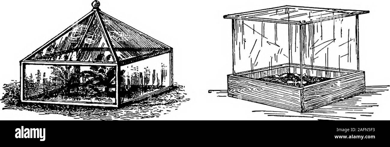 . Les cours avec les plantes. Suggestions pour voir et d'interpréter certaines des formes courantes de la végétation. Fig. 403. Résultat de l'invertedcutting. Venez les greffes (Fig. Un comprisinging twocions,greffe setin la fin dans une autre usine, dans ^^^ ^^ •^^ ? posée sur- ce qui facilité ils être- visages sont 404) ou des bourgeons. Ir ni e mais est-ce toujours &gt ; nécessaire que le greffon ^^x.est fixé sur une autre usine du même genre gé-nérale. Le pearupon greffe souvent d'horticulteurs le coing, assurant ainsi une dwarfer tree Be-cause de la croissance lente et de petite taille de thequince ; et la prune est souvent cultivé sur thepeach Banque D'Images