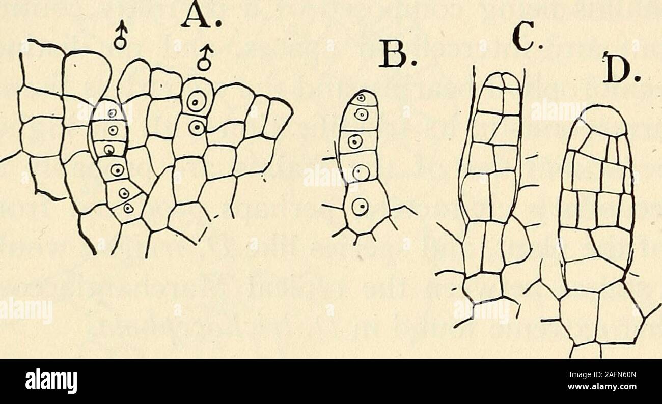 . La structure et le développement de mousses et de fougères (Archegoniatae). cia, est strictement acropète et. Les premières étapes sont exactement likethose de Riccia, et la première cellule se divise en deux cellules, apedicel et l'anthéridie proprement dit. Les divisions dans la partie inférieure afin de mousses et de fougères CHAP. cellule sont quelque peu irréguliers, mais plus nombreux qu'en Riccia,afin que la tige de l'anthéridie est plus massive(fig. I6). Dans la cellule supérieure une série de murs transversaux, isformed dans diverses espèces différentes en nombre, mais plus thanin Riccia, et apparemment toujours parfaitement horizontal. InMarchantia polymorpha Banque D'Images