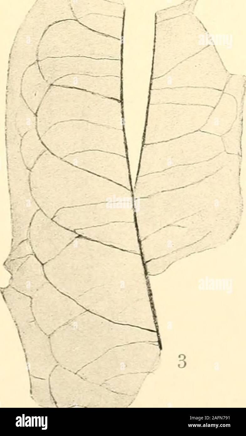 . Die Tertiärflora Basalttuffes Eichelskopf des vom bei Homberg (Bez. Cassel). U^ ^ j/¥ .-^^. •• B X 2^ ^K X J. ^- gez. von G. .Schindehütte. Lichtdruck von Frisch A. W., Berlin 35. 4 Tafel. Fig. 1, 1 a. Juglans acuminata Al. Br. (Fig. la. Sammlung der Königl. Preuß Geol. Landesanstalt) . . S. 25 Fig. 2, 2 a. Quercus cruciata Al. Br S. 28 Fig. 3, 3 a, 3 b. Dryophyllum lonchifis Ung. sp. (Fig. 3, 3 b. Sammlung der Königl. Preuß. Geol. Landesanstalt) S. 29 Abhandl. d. Kgl. Preuß. Geol. Landesanstalt. Neue Folge, Heft 54. IV. Tafel  ?T LA K- 3 un Banque D'Images