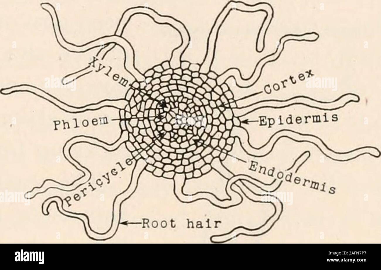 . Anatomie végétale du point de vue du développement et les fonctions des tissus, et le manuel de micro-Technic. h le substrat. À partir de la des cryptogames (fougères, lycopodes, equisetums)jusqu'à travers les plantes à graines, les racines sont employées pour anchorage,et pour l'absorption et de conduction de la tige, de l'eau andsoil solutés. Dans l'eau et des plantes flottantes dans de nombreuses usines de aerophytes(air) il y a des racines qui servent pour l'absorption et con-duction seulement. Des racines dans le sol.-c'est seulement les jeunes parties de racines du sol, et en particulier de la croissance des poils près de leurs sommets, thatare monter l'exploitation d'absorbant Banque D'Images