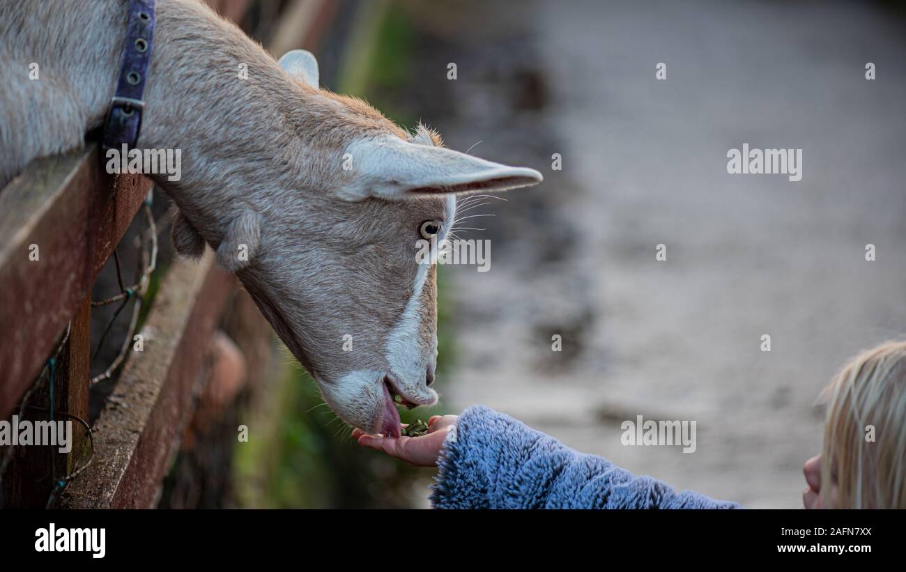 Magnifique lumière long cou de manger de l'herbe de chèvre savoureuses petites filles main dans un manteau bleu Banque D'Images