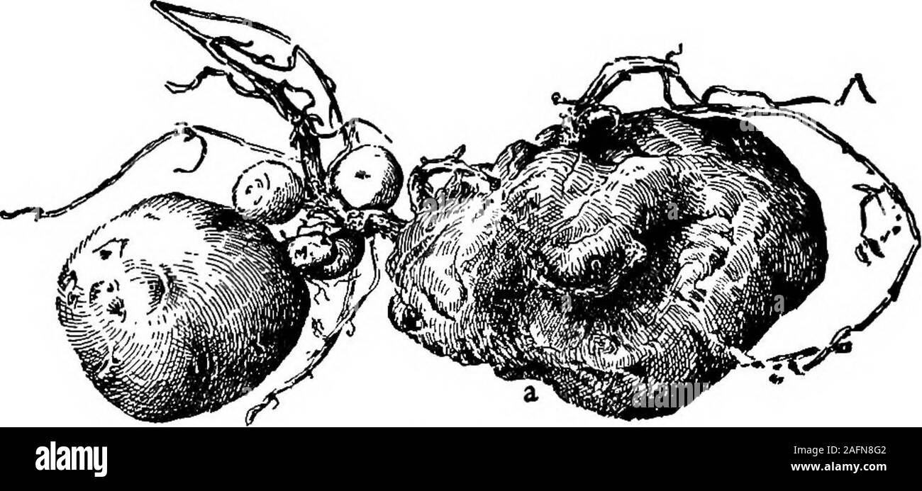 . Les cours avec les plantes. Suggestions pour voir et d'interpréter certaines des formes courantes de la végétation. La FiQ. 383. Tubercules racinaires de florus beau. TUBEBOnS 365 PABTS est tellement condensé qu'il pourrait presque être saidto est un tubercule. Un tubercule-racine de ce type isshown en Fig. 383, qui est une photo d'un beanof la Scarlet Runner type. (Voir, aussi. Fig. 349 353.) La plupart des haricots sont enracinés, fibreux et mourir en fin d'une saison ; mais livestwo ce bean ou plusieurs années dans les climats chauds, et carriesitself au cours de la saisons inactif à l'aide de son. Fig. 384.old tubercule de pomme de terre à l'origine de nouveaux tubercules épaissir. Banque D'Images