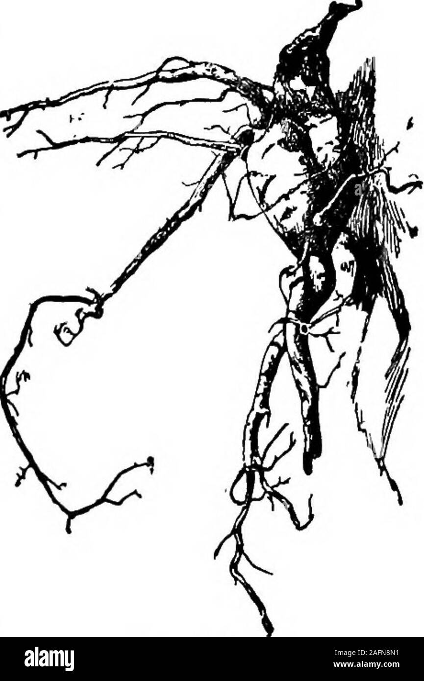 . Les cours avec les plantes. Suggestions pour voir et d'interpréter certaines des formes courantes de la végétation. Fib. 382. Tubercule à l'état de salsifis ou pitioUSvegetable-huître. et permettent de le faire. La FiQ. 383. Tubercules racinaires de florus beau. TUBEBOnS 365 PABTS est tellement condensé qu'il pourrait presque être saidto est un tubercule. Un tubercule-racine de ce type isshown en Fig. 383, qui est une photo d'un beanof la Scarlet Runner type. (Voir, aussi. Fig. 349 353.) La plupart des haricots sont enracinés, fibreux et mourir en fin d'une saison ; mais livestwo ce bean ou plusieurs années dans les climats chauds, et carriesitself au cours de la saisons inactif par moi Banque D'Images