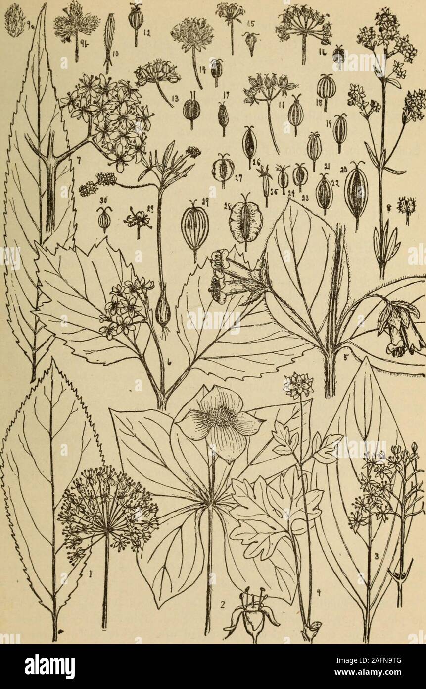 . Rocky Mountain flowers : un guide illustré pour les amoureux des plantes et des utilisateurs. SUCKLESGINSENG FAMILLE 1. Aralia nudicaulis : salsepareille sauvage famille du cornouiller 2. Cornus canadensis : Cornel 3. Cornus Cornouiller MOSCHATEL Baileyi : Famille 4. Adoxa moschatellina FAMILLE CHÈVREFEUILLE 5. Lonicera involucrata Chèvrefeuille : 6. Viburnum pauciflorum : Cranberry Bush 7. Le sureau Sambucus racemosa : FAMILLE GARANCE 8. Boreaie : Gratteron Galium FAMILLE PERSIL 9-30. Les grappes de fruits et de fruits, cette dernière grandeur nature sauf lorsque indiqué 9-indi. Sanicula marilandica : x2 20. Leptotaenia multifida 10. Washingtonia obtusa Banque D'Images